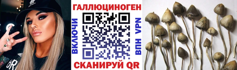 Псилоцибиновые грибы Cubensis  Калуга 